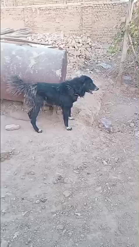 توله نرقدرجونی|سگ|حبیب آباد, |دیوار