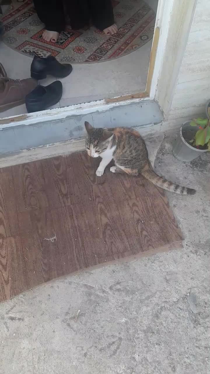 واگذاری گربه|گربه|رشت, شهرک صبا|دیوار