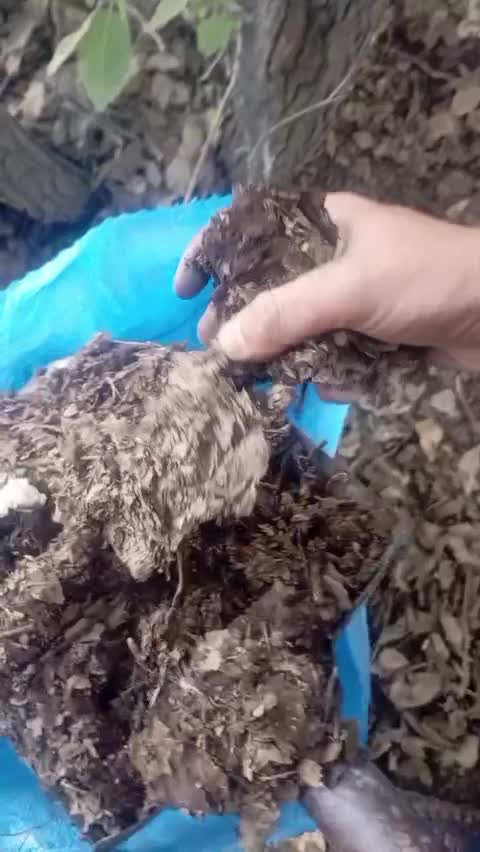 خاک برگ گلخانه ای قیمت مناسب|گل و گیاه طبیعی|کرمانشاه, |دیوار
