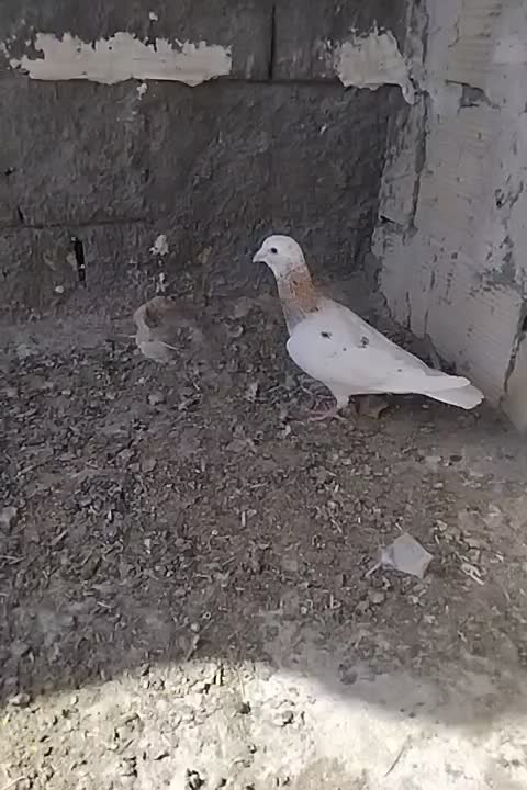 کفتر|پرنده|مشهد, علی آباد|دیوار