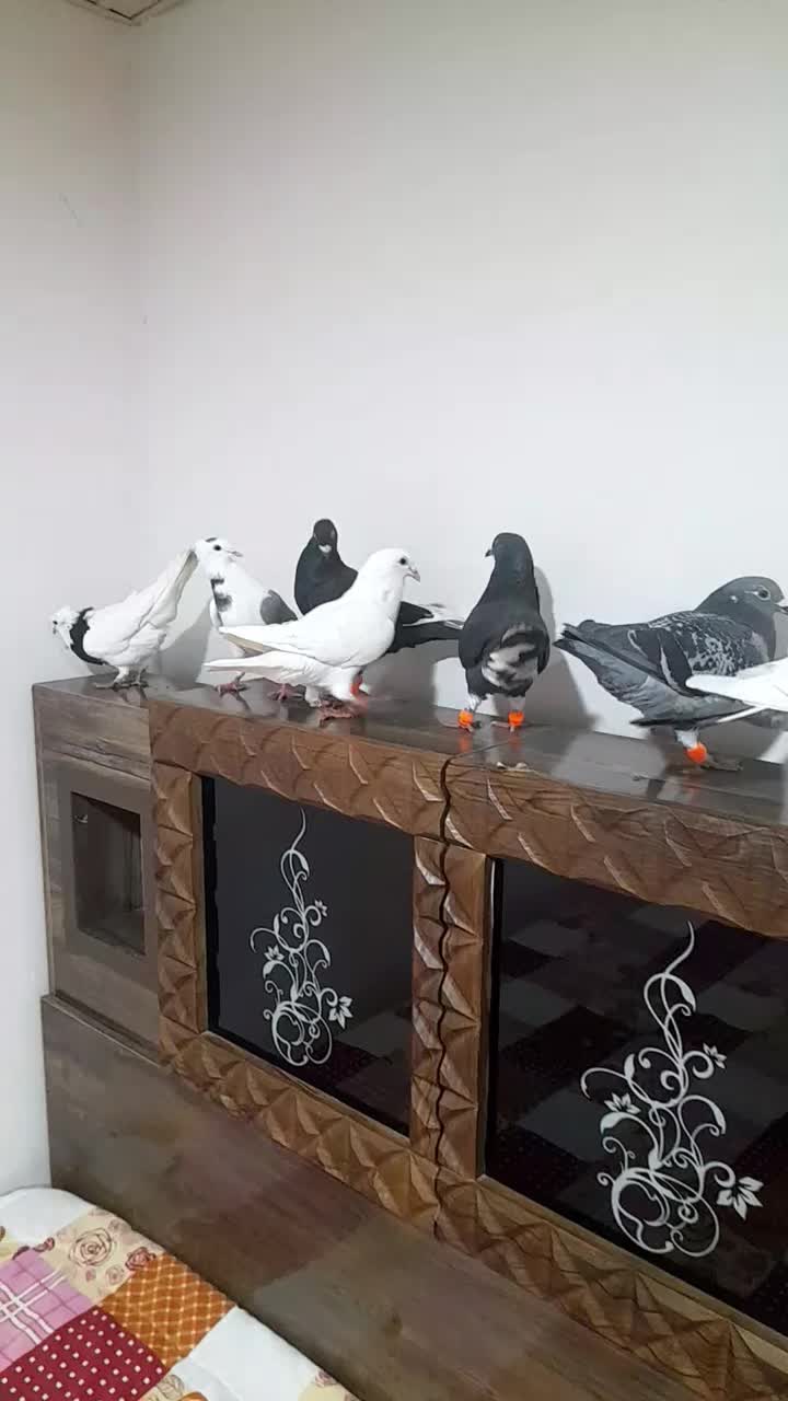 ۷تا پرشی|پرنده|آشخانه, |دیوار