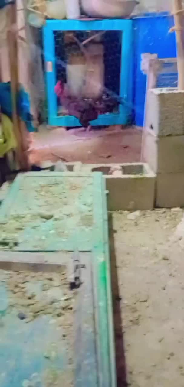 ۱۲۳۴۵۶۷۸۹۰|حراج|سراوان, |دیوار