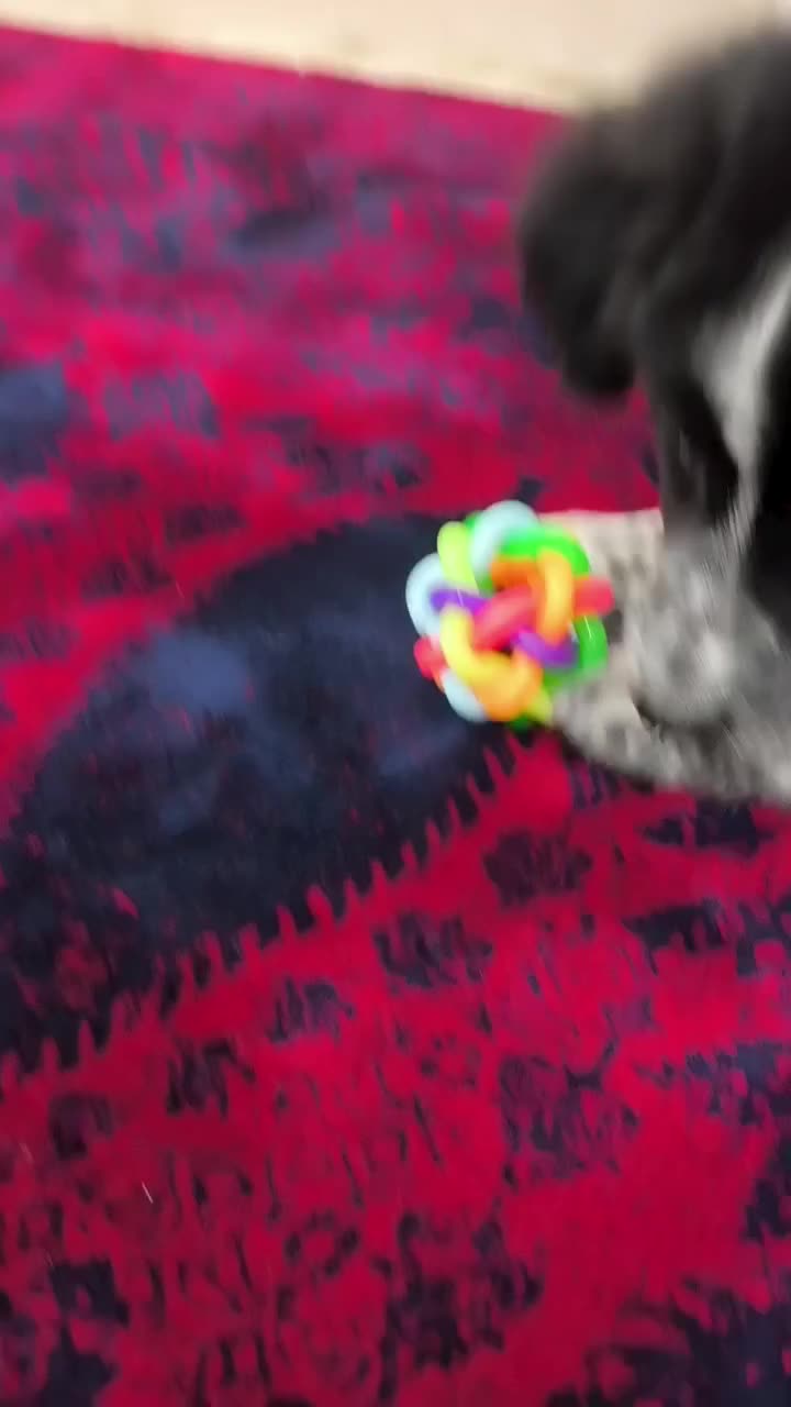 واگذاری سگ اشپیتز|سگ|مشهد, پورسینا|دیوار