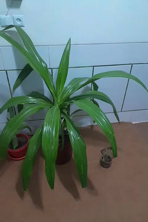 گل اشک ملکه|گل و گیاه طبیعی|لنجان, |دیوار