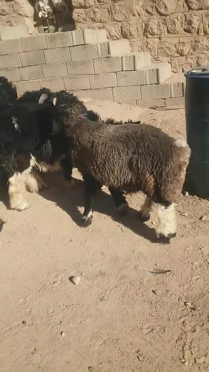 میش  قوچ بره تخمی ترکی اصل|حیوانات مزرعه|کوهرنگ, |دیوار