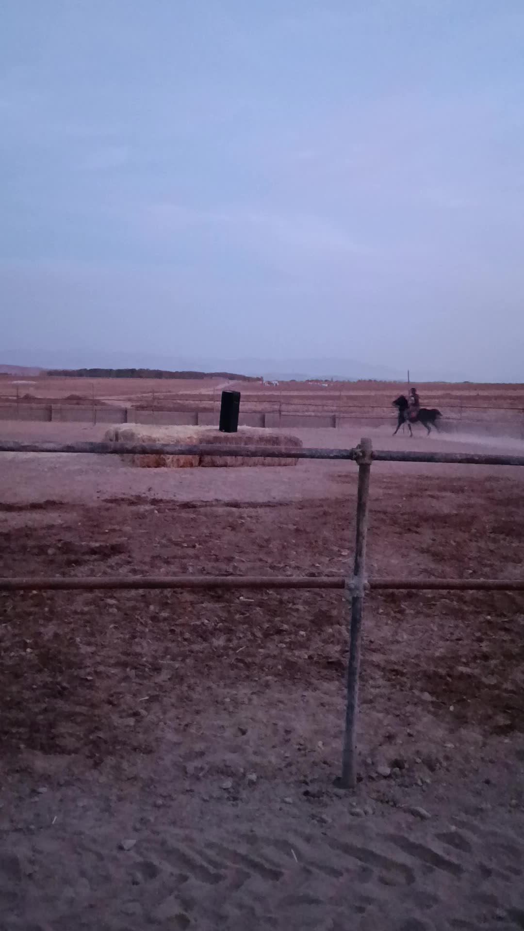 اسب کره نواه سام دکتر طاهری|اسب و تجهیزات اسبسواری|شاهین دژ, |دیوار