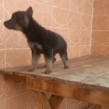 سگ ژرمن شیپرد کینگ سایز شاه توله موکوتاه ( ماده )|سگ|تهران, وردآورد|دیوار