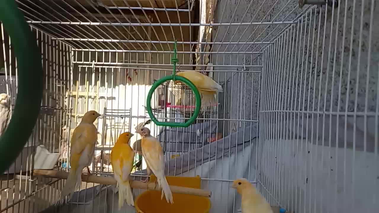 قناری|پرنده|مشهد, شهرک رازی (شهرک غرب)|دیوار