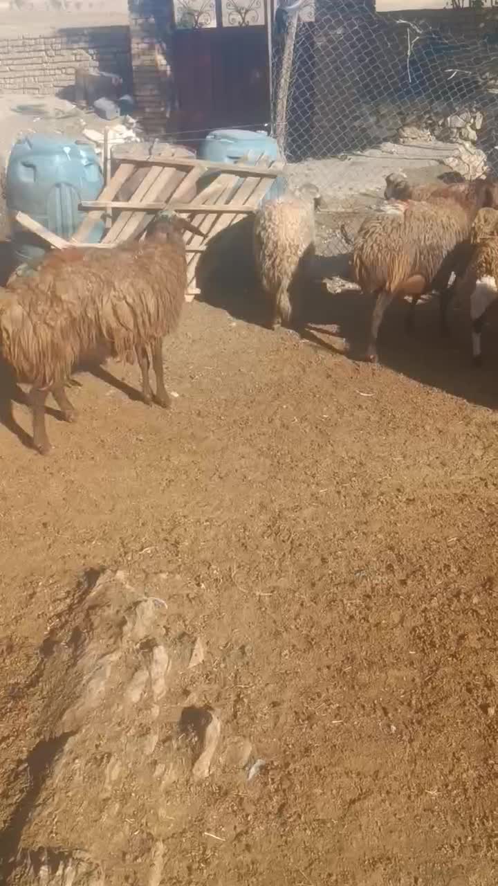 13 راس میش جوان درجه یک آبستن .گوسفند شیشک میش|حیوانات مزرعه|الیگودرز, |دیوار