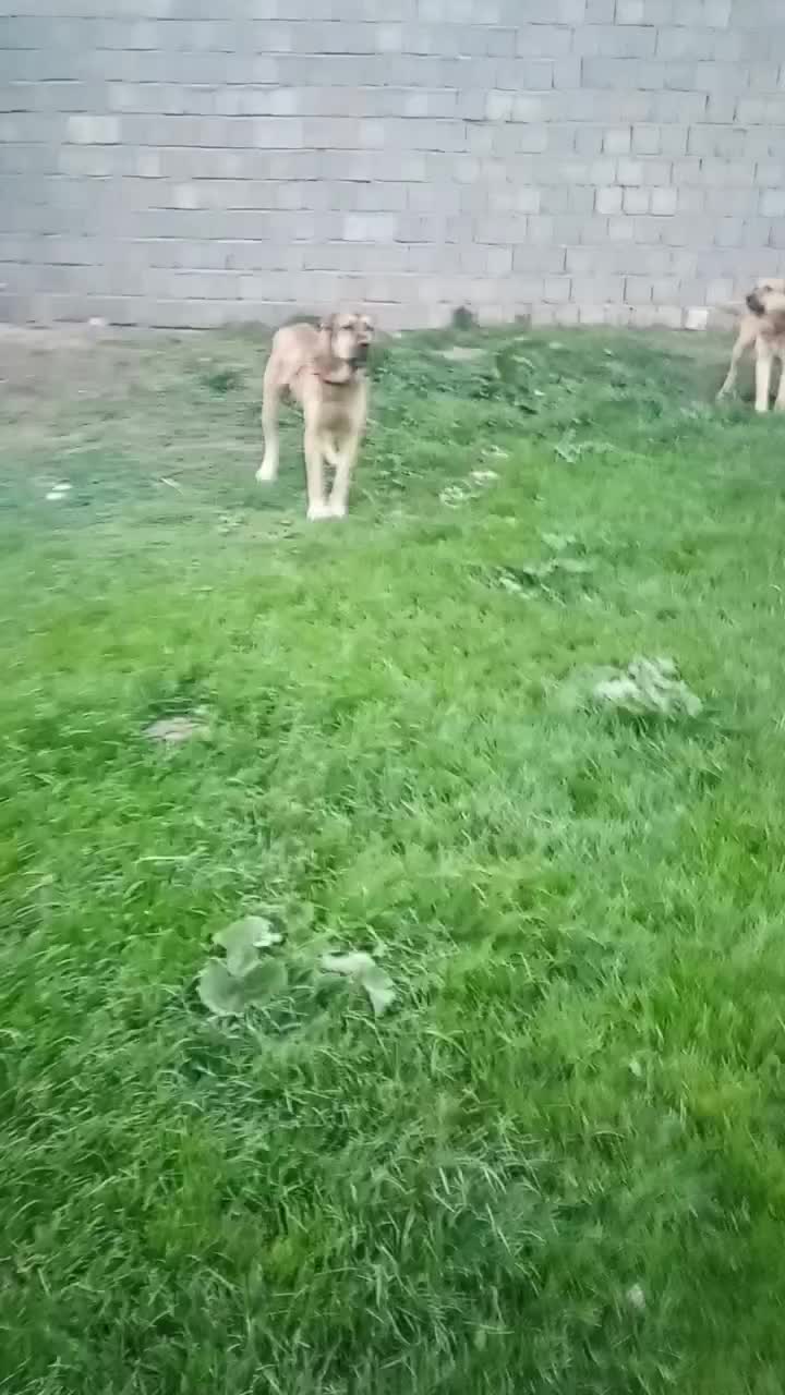 سگ نر 4ساله|سگ|سیلوانه, |دیوار