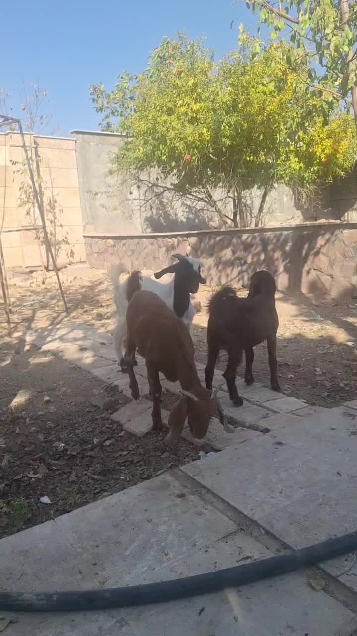 سه عدد بزغاله|حیوانات مزرعه|رودهن, |دیوار