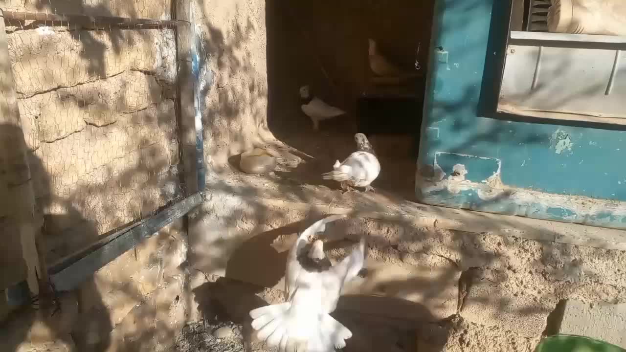 کبوتر|پرنده|ششده و قره بلاغ, |دیوار