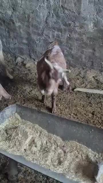 بزجوون|حیوانات مزرعه|ششده و قره بلاغ, |دیوار