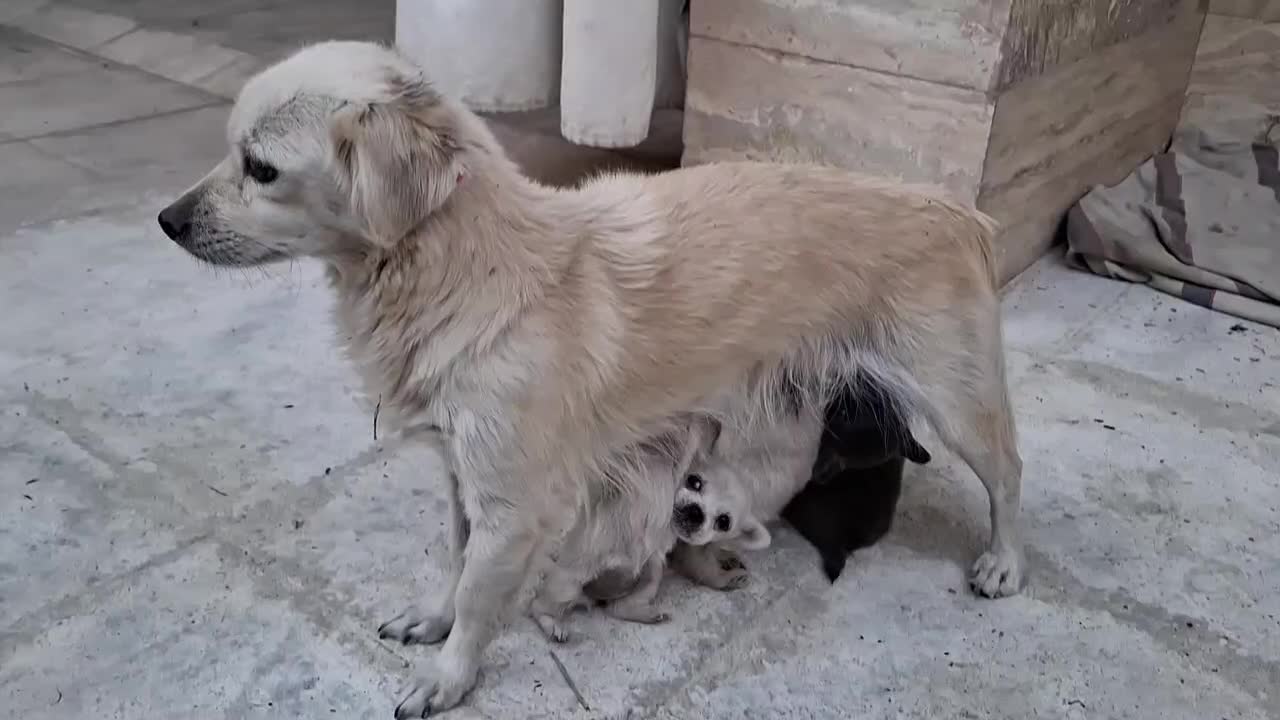 توله سگ|سگ|شیراز, شهرک رضوان|دیوار