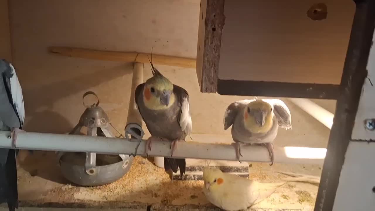 عروسی هلندی|پرنده|تهران, دستغیب|دیوار