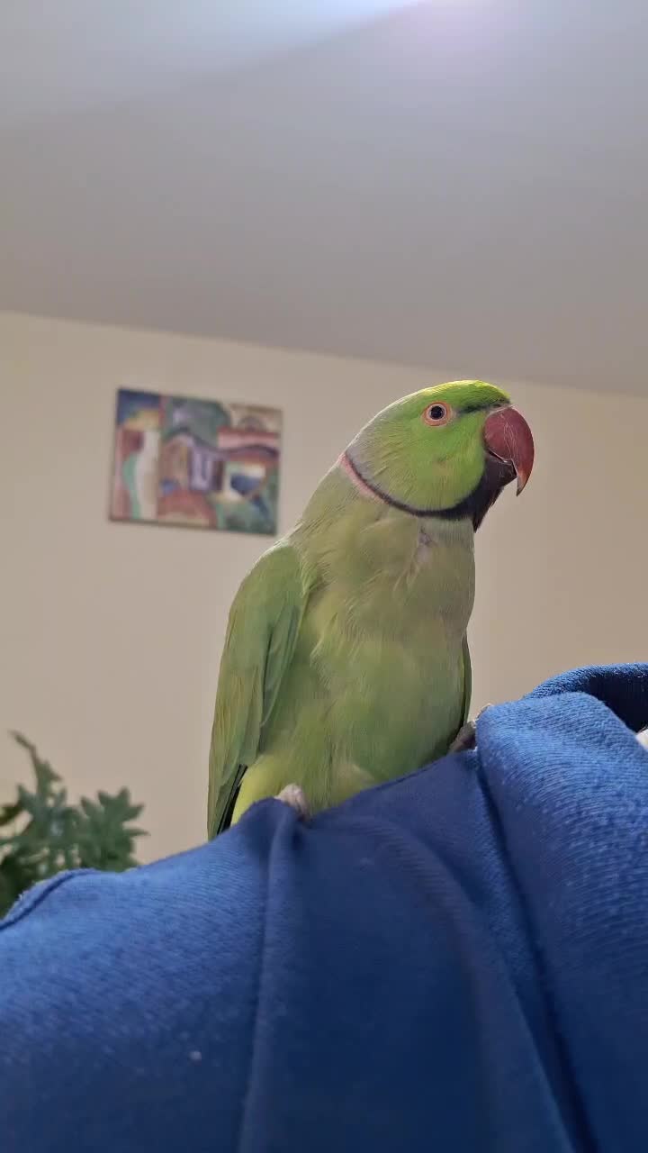 طوطی ملنگو نر|پرنده|کرمان, |دیوار