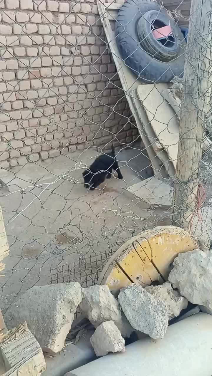 واگذاری واگذاری ماده|سگ|کاشان, طاهرآباد|دیوار