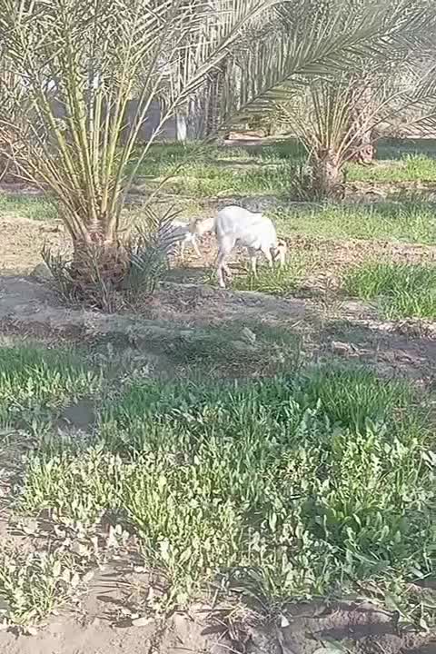 بز کهره پاکستانی|حیوانات مزرعه|بلوک, |دیوار