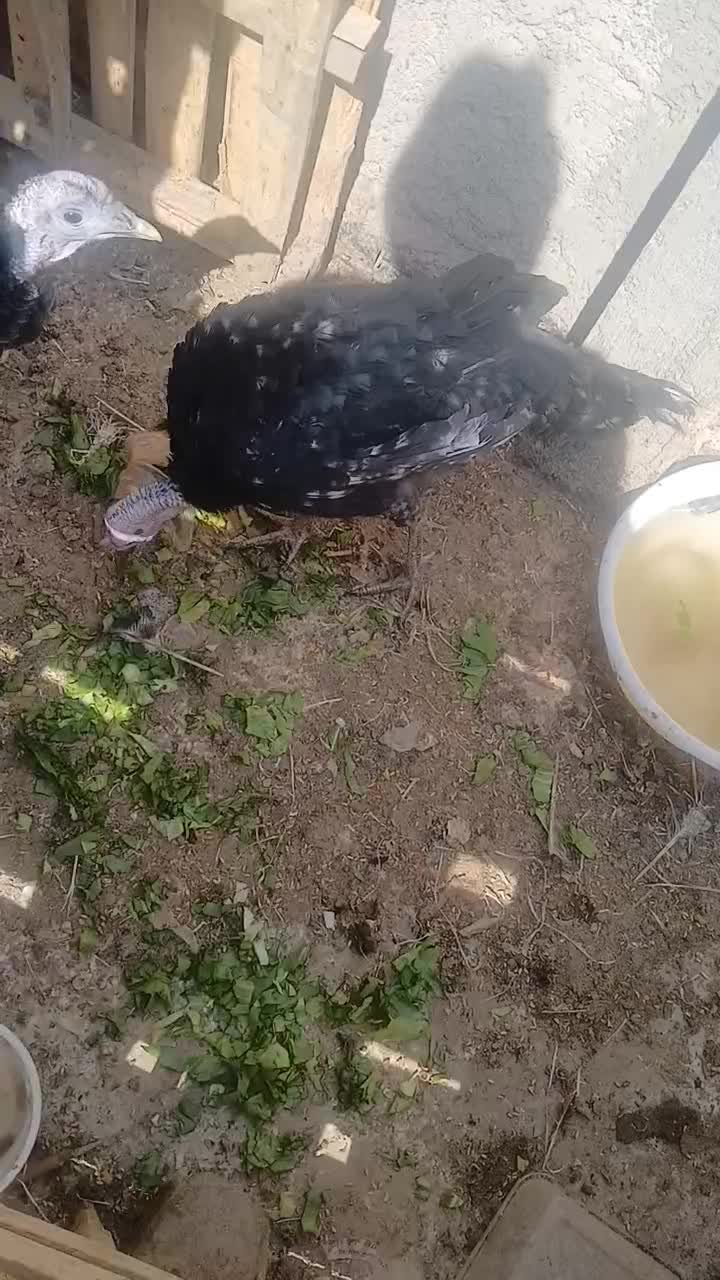 بوقلمون|حیوانات مزرعه|برخوار, |دیوار