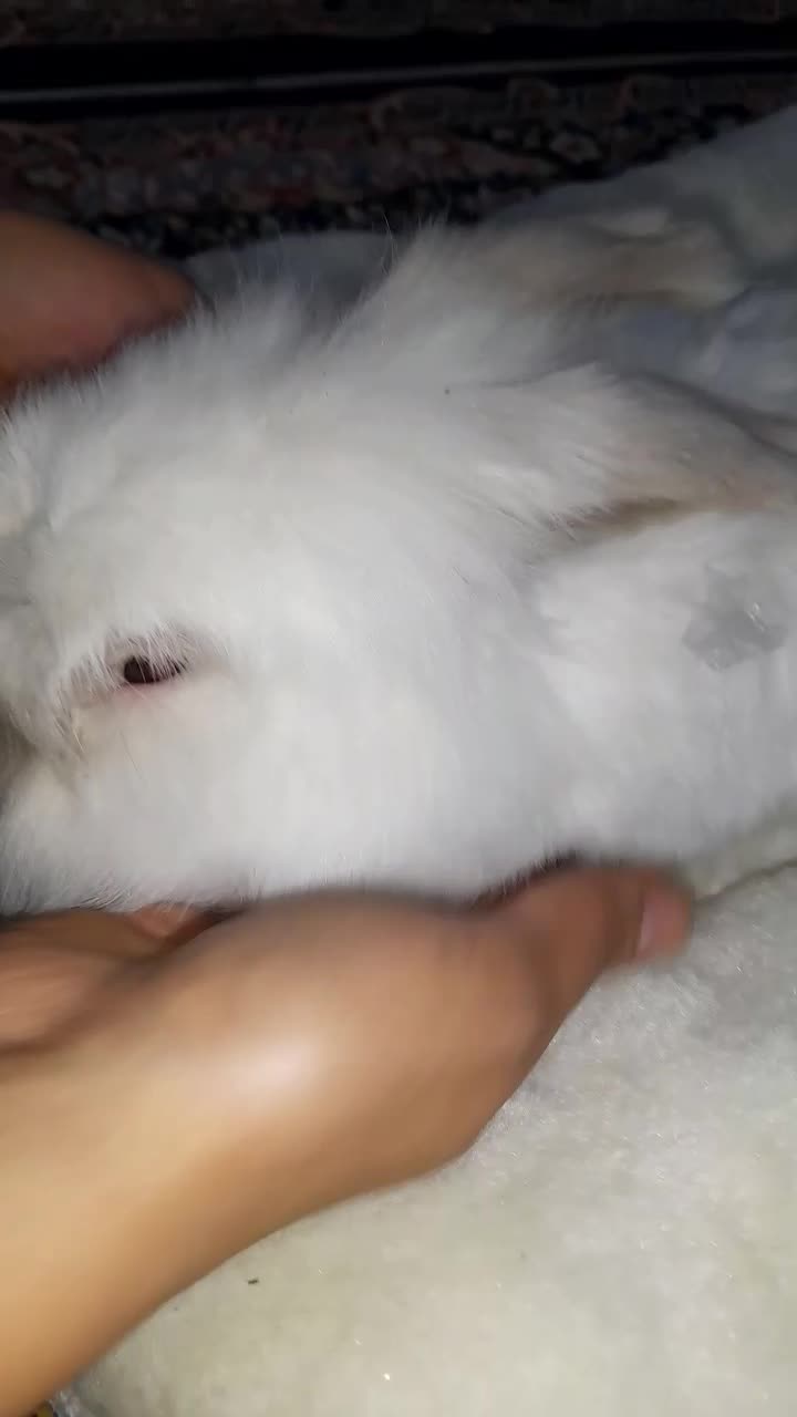 خرگوش لوپ|موش و خرگوش|اصفهان, شاهد|دیوار