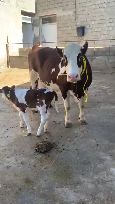 شیرفروشی|حیوانات مزرعه|رباطکریم, انجم آباد|دیوار