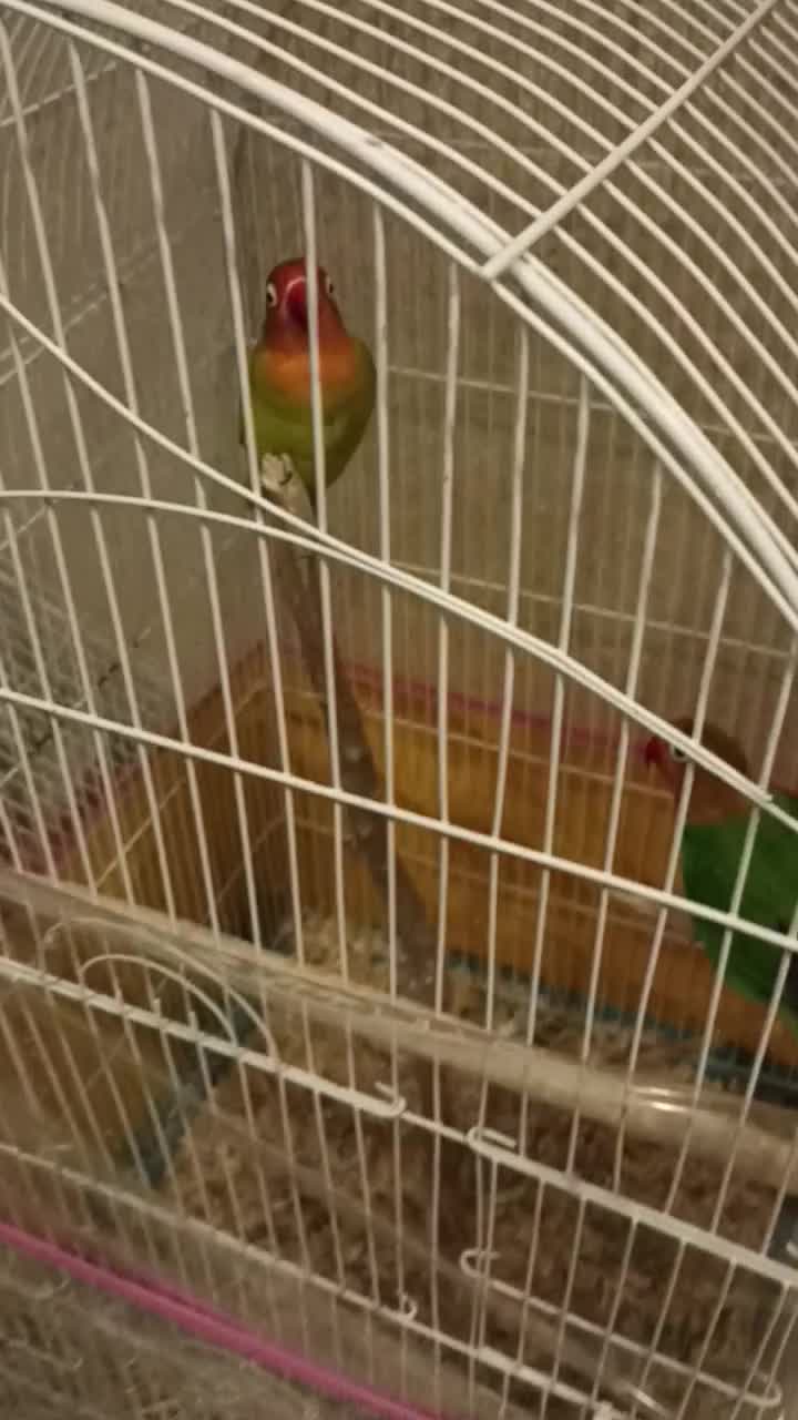 طوطی کوتوله فیشر مولد و فنج|پرنده|قشم, |دیوار