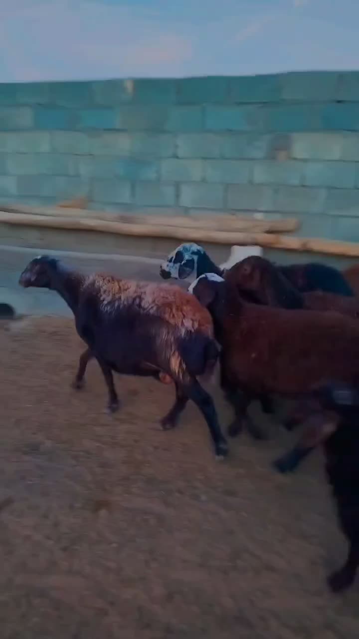 میش هشت تا بره دار و دوقلو|حیوانات مزرعه|فریمان, |دیوار