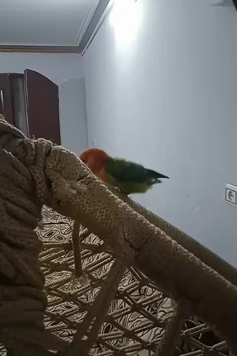 طوطی برزیلی|پرنده|مشهد, بهارستان|دیوار