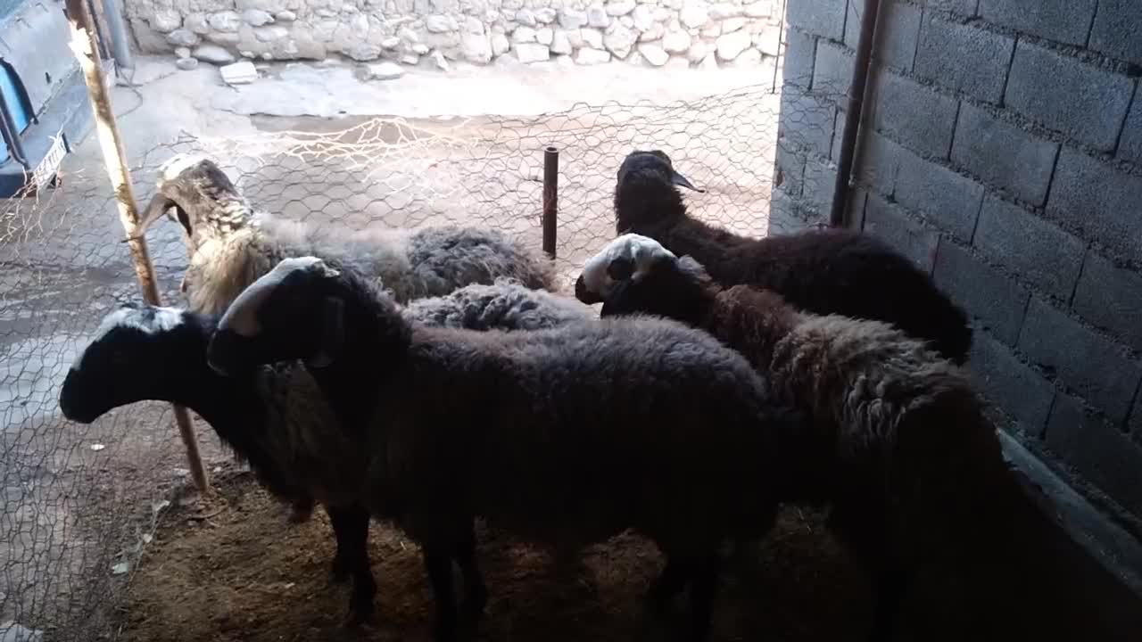 قوچ شال|حیوانات مزرعه|دینور, |دیوار