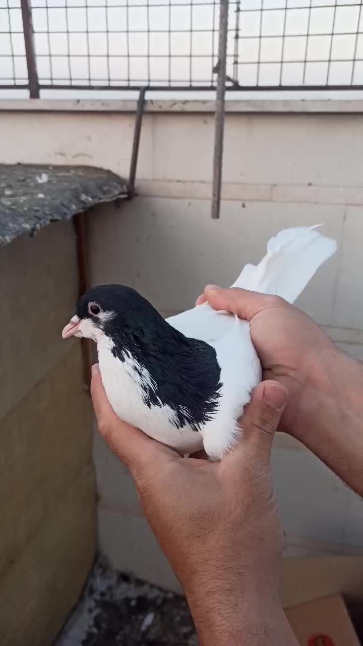 شصتی و چپ|پرنده|محمدیه-قزوین, |دیوار