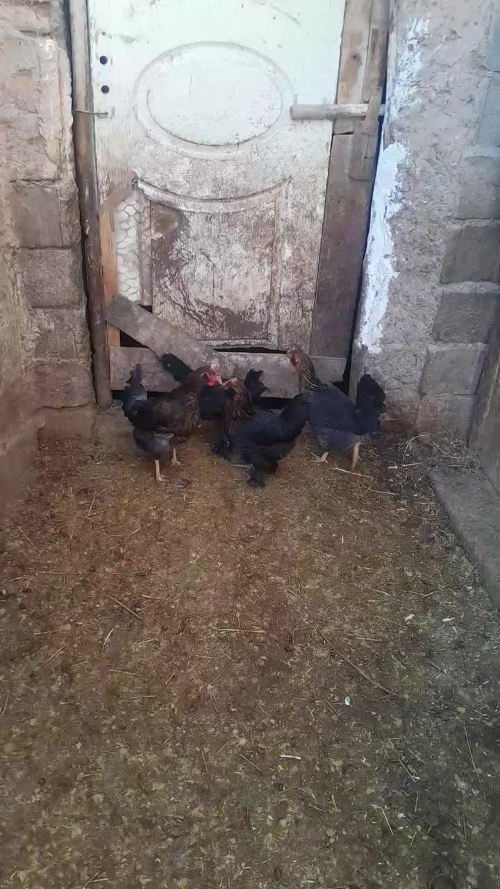 مرغ|حیوانات مزرعه|زنجانرود, |دیوار