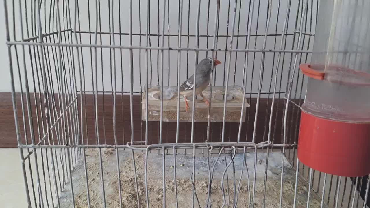 فنچ زبرا|پرنده|اصفهان, کوجان|دیوار