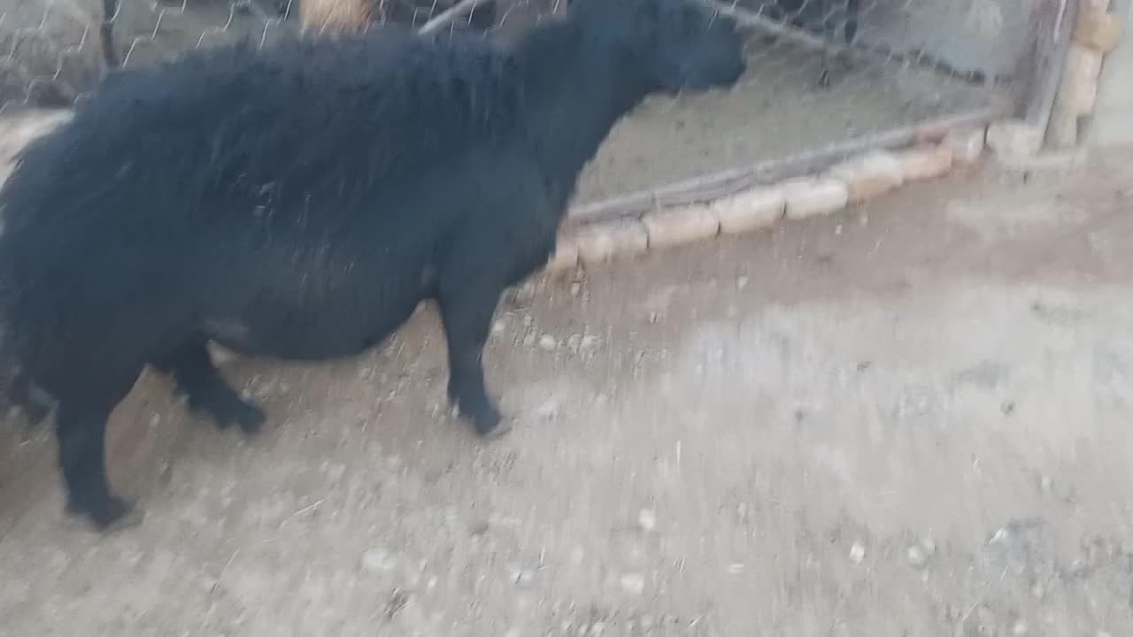 قوچ|حیوانات مزرعه|بزینه رود, |دیوار