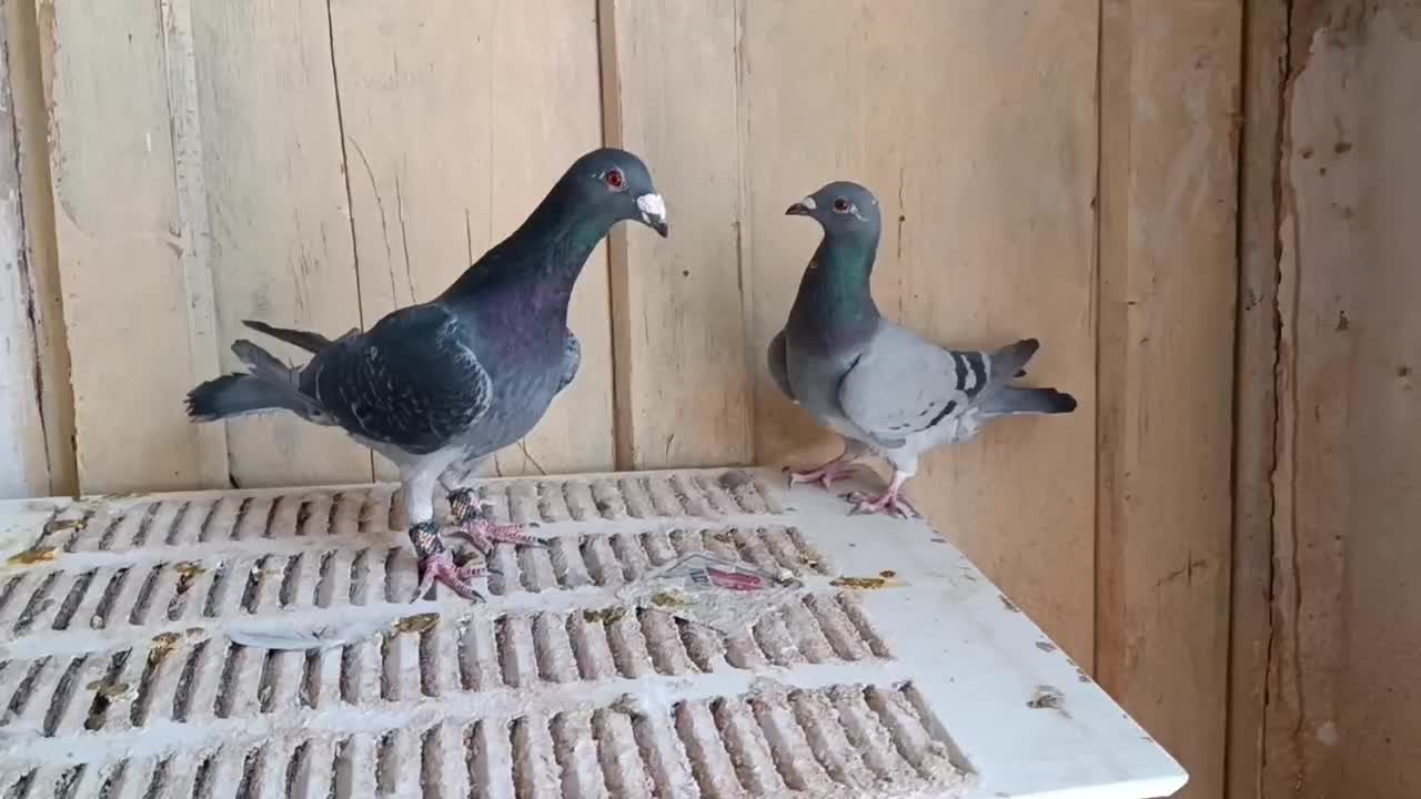 کبوتر|پرنده|ارسنجان, |دیوار