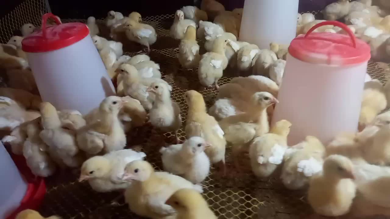 جوجه گوشتی راس ۱۰روزه واکسن خورده تضمینی مرغداری|حیوانات مزرعه|فرمهین, |دیوار