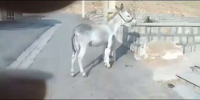 فروش یک الاغ دریاسوج|حیوانات مزرعه|پاتاوه, |دیوار