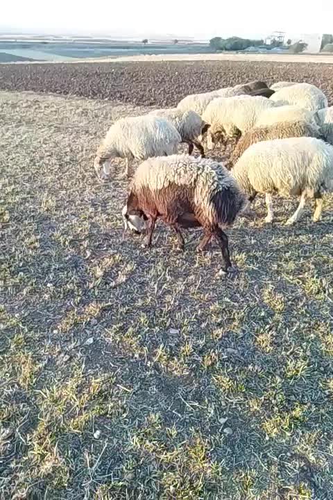 میش داشتی|حیوانات مزرعه|بیلوار, |دیوار