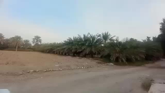 فروش نخل حلیلی|گل و گیاه طبیعی|میناب, |دیوار