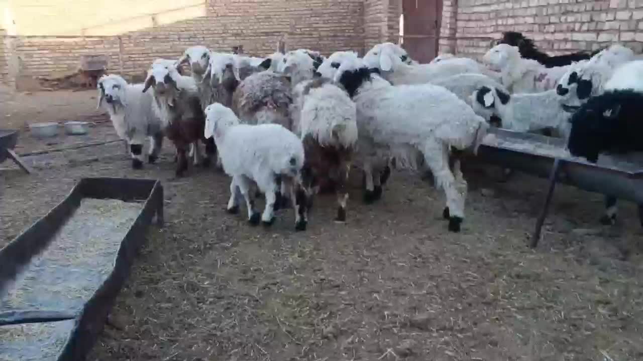 ۲۰راس بره فروشی .نر و ماده|حیوانات مزرعه|خوسف, |دیوار