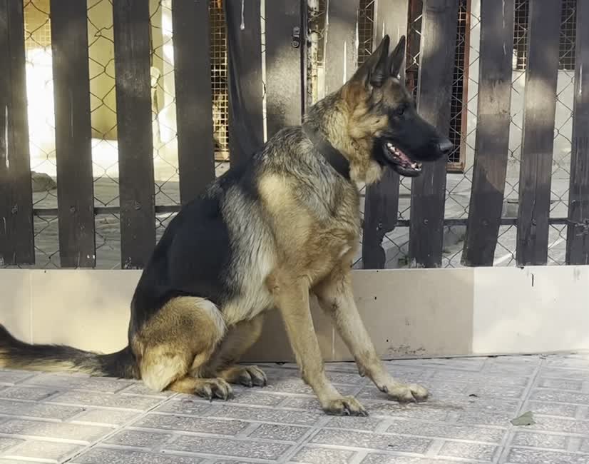 سگ ژرمن شپرد شولاین ماده موکوتاه|سگ|تهران, آبشار|دیوار