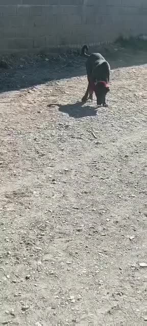 سگ سراب واگذاری|سگ|هرند, |دیوار