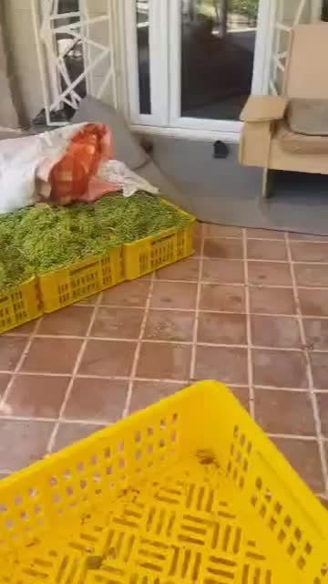 دستگاه آبغوره گیری تمام استیل در نمایندگی شیراز|ماشین‌آلات صنعتی|شیراز, قصرالدشت|دیوار