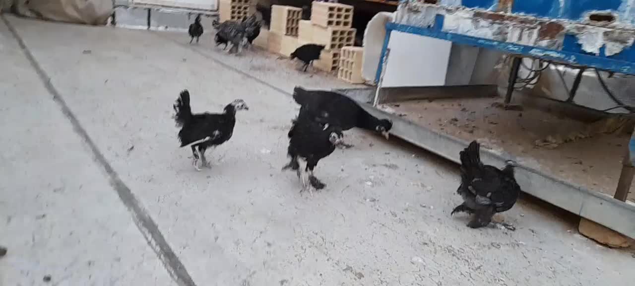 جوجه و نوچه مرندی و لهستانی|حیوانات مزرعه|قم, شهدا|دیوار