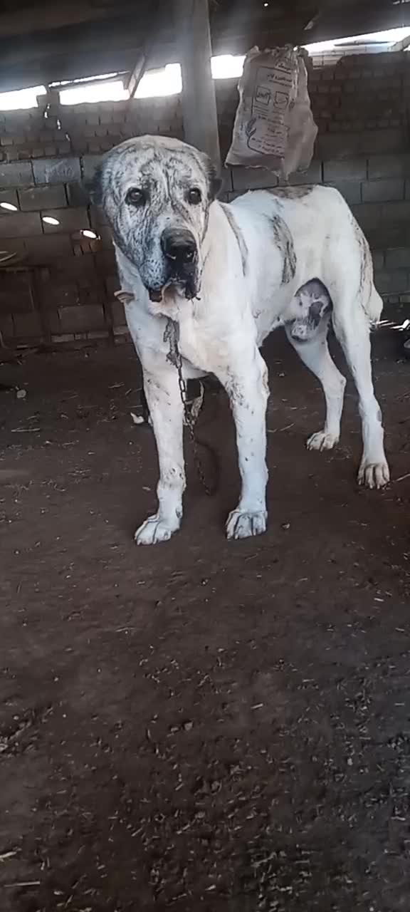 سگ آلبای نر 10میلیون|سگ|انبارآلوم, |دیوار