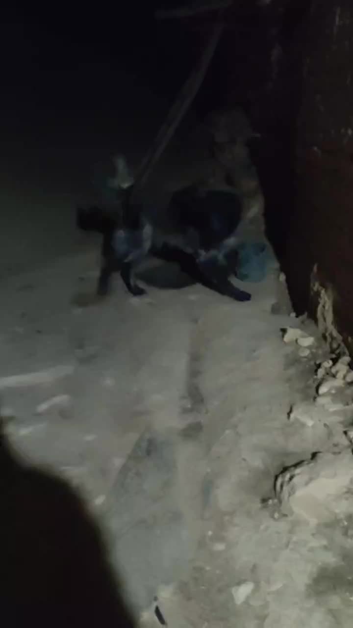 سگ قدرجونی|سگ|طسوج, |دیوار