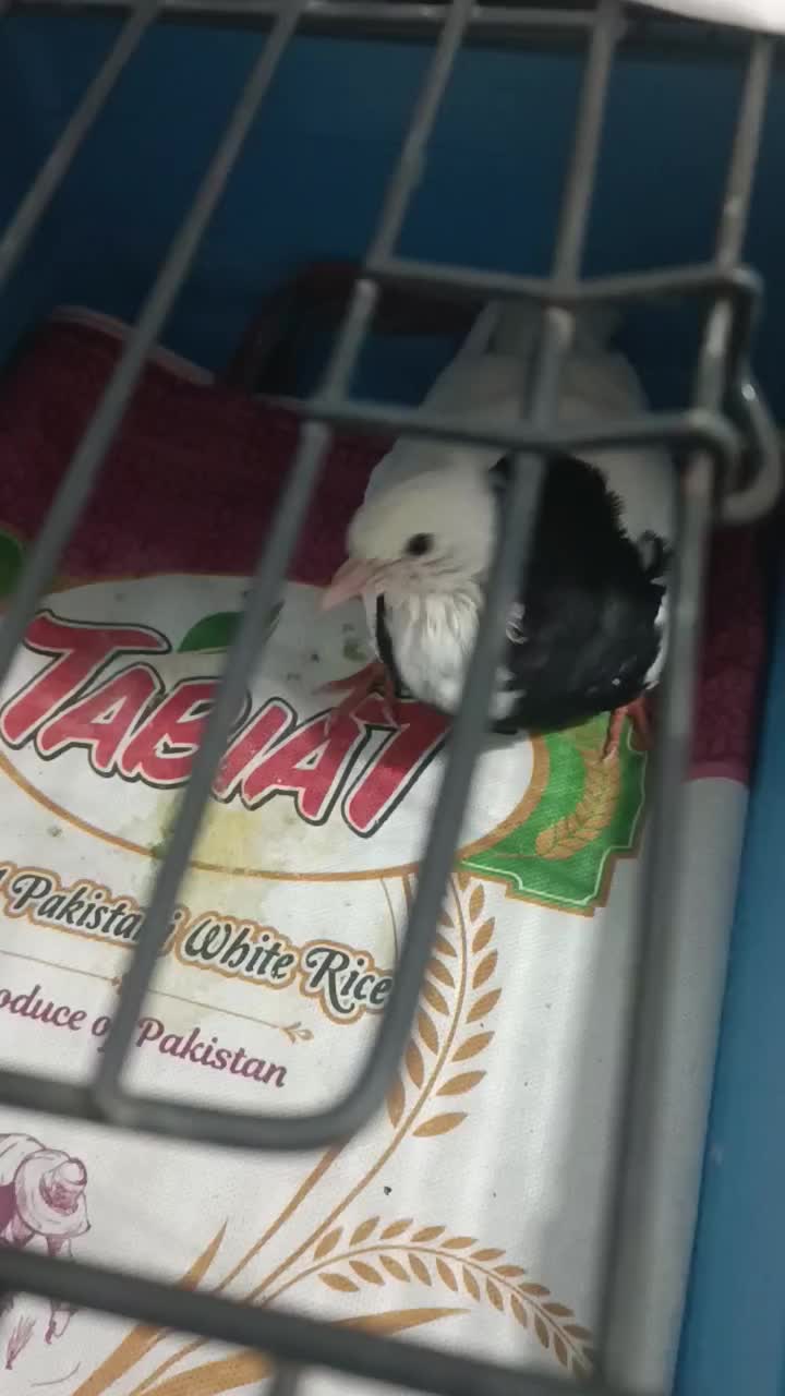 کفتر|پرنده|مشهد, شهید قربانی|دیوار