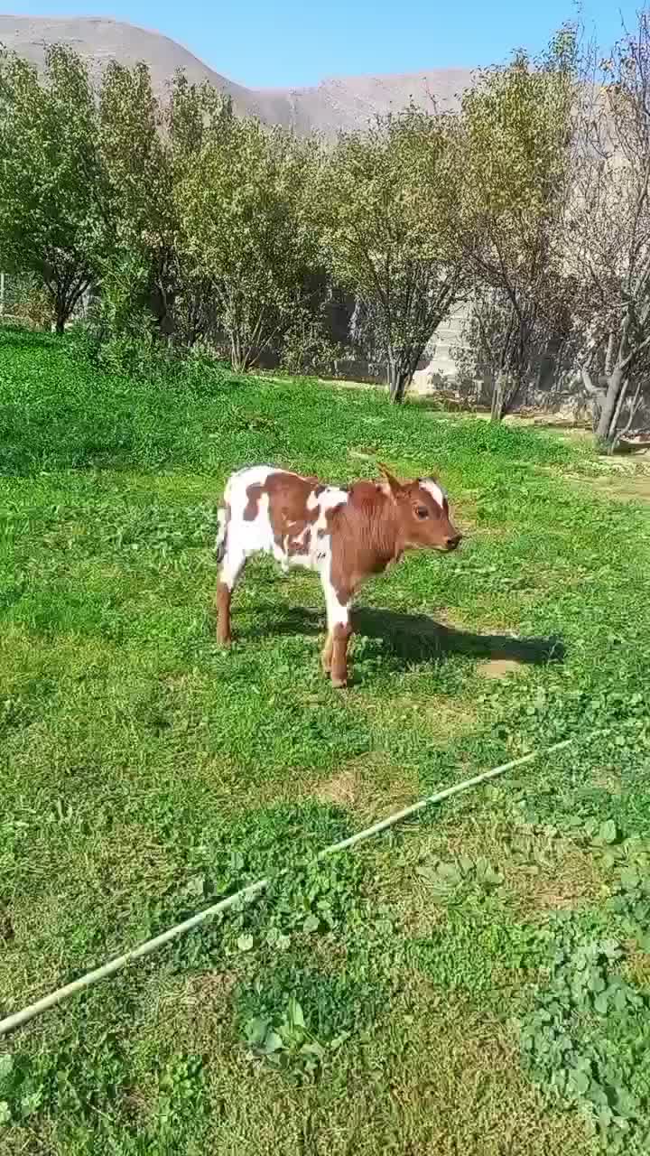 حیوانات و مزرعه|حیوانات مزرعه|شیروان (خراسان), |دیوار