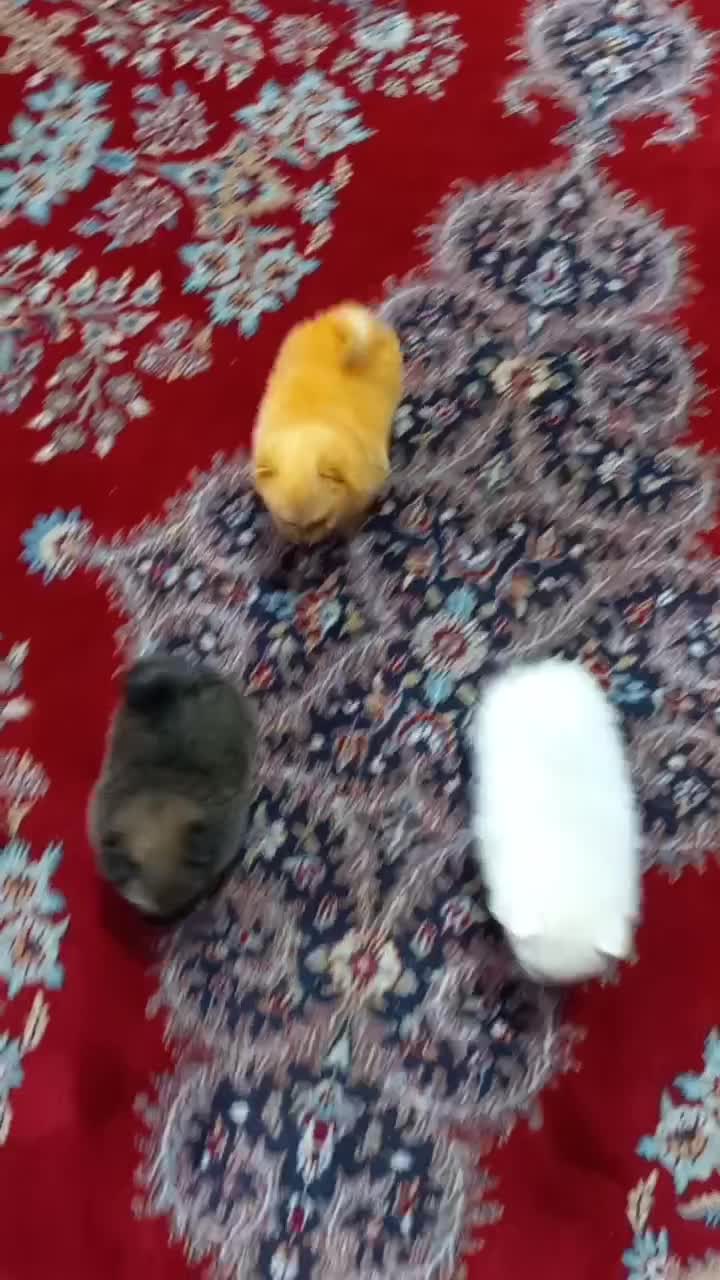 کوچولوهای پشمالو خوشگل روباهی|سگ|نورآباد ممسنی, |دیوار