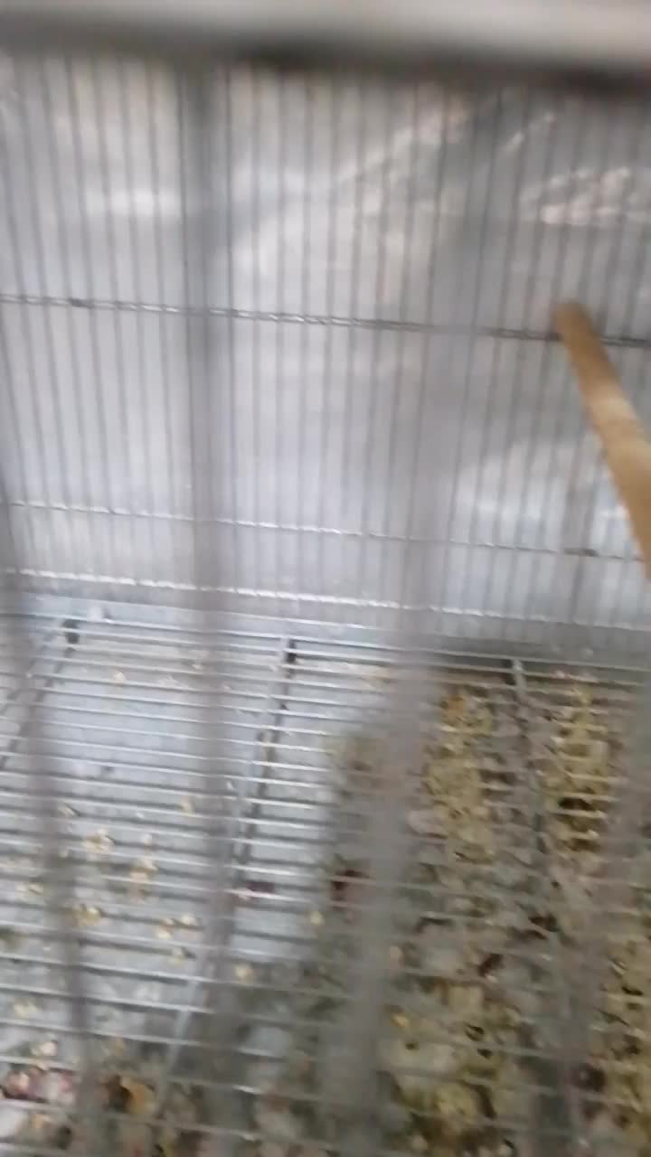 کوتوله برزیلی|پرنده|نی‌ریز, |دیوار