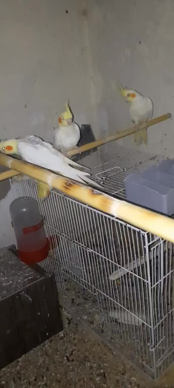 عروس هلندی|پرنده|زابل, |دیوار